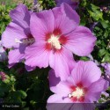 HIBISCUS syriacus Russian violet