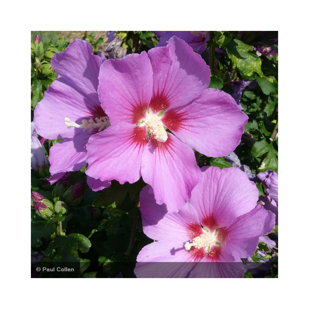 HIBISCUS syriacus Russian violet