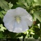 HIBISCUS syriacus Totus albus