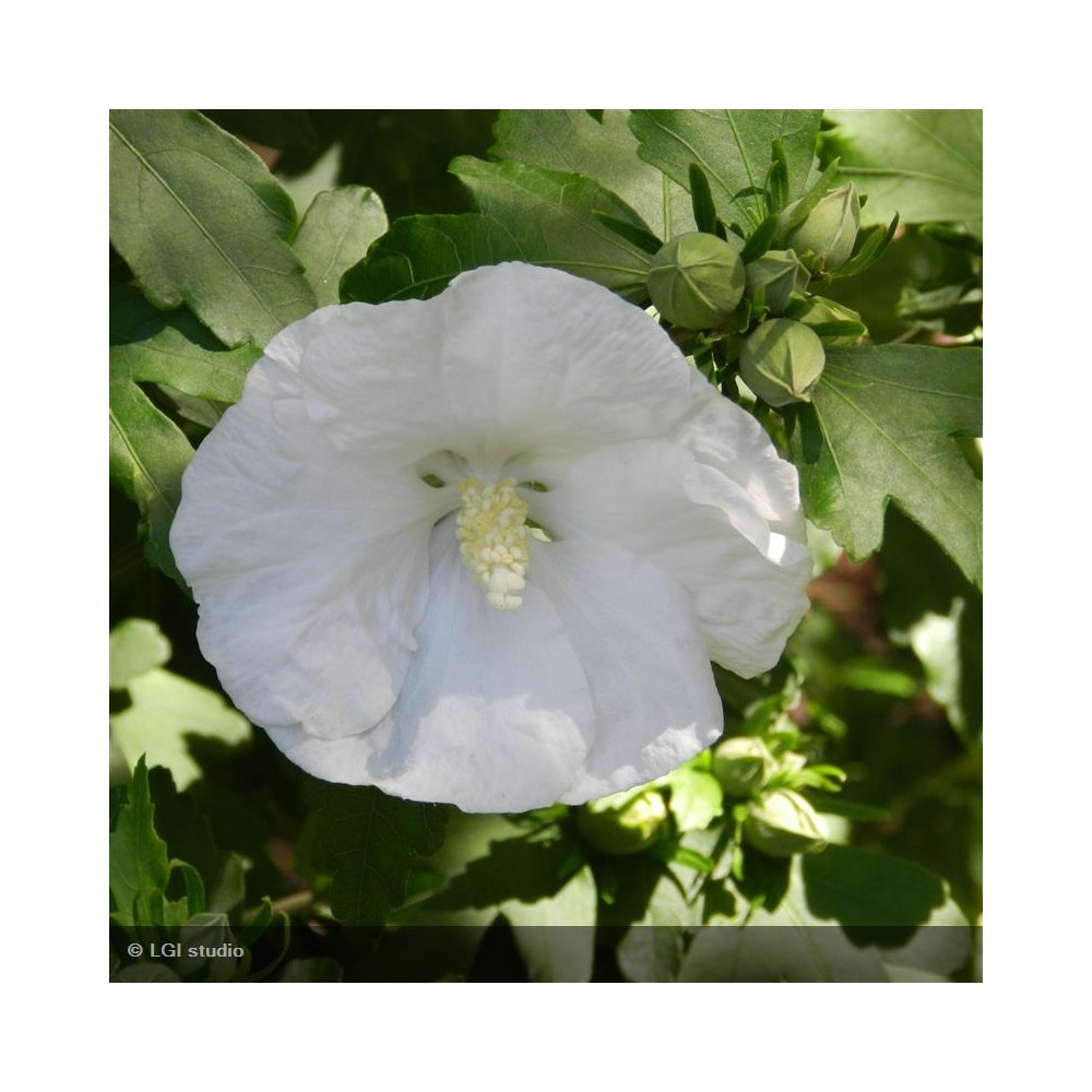 HIBISCUS syriacus Totus albus