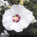 HIBISCUS syriacus Red heart