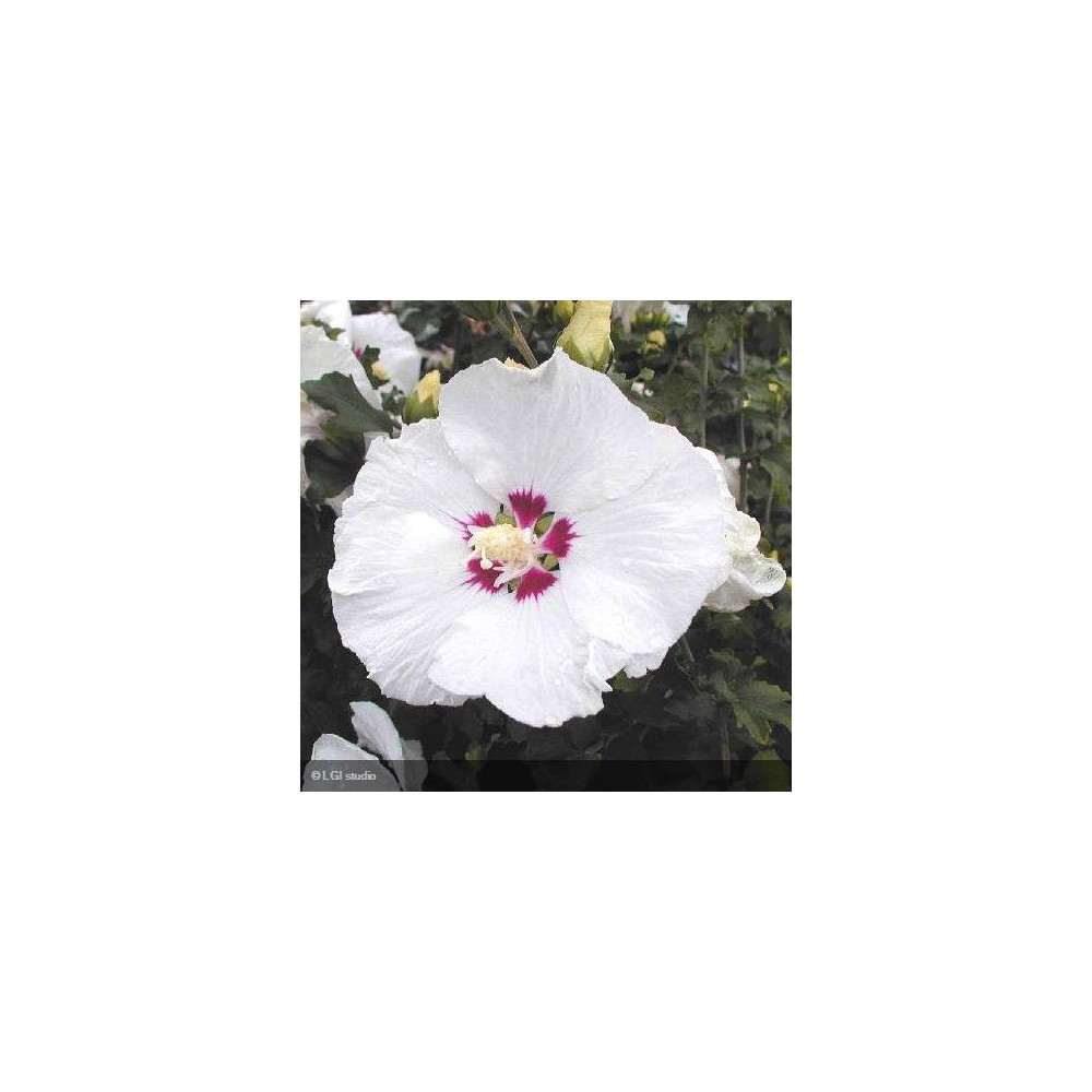 HIBISCUS syriacus Red heart