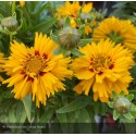 COREOPSIS grandiflora Rising sun