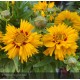 COREOPSIS grandiflora Rising sun