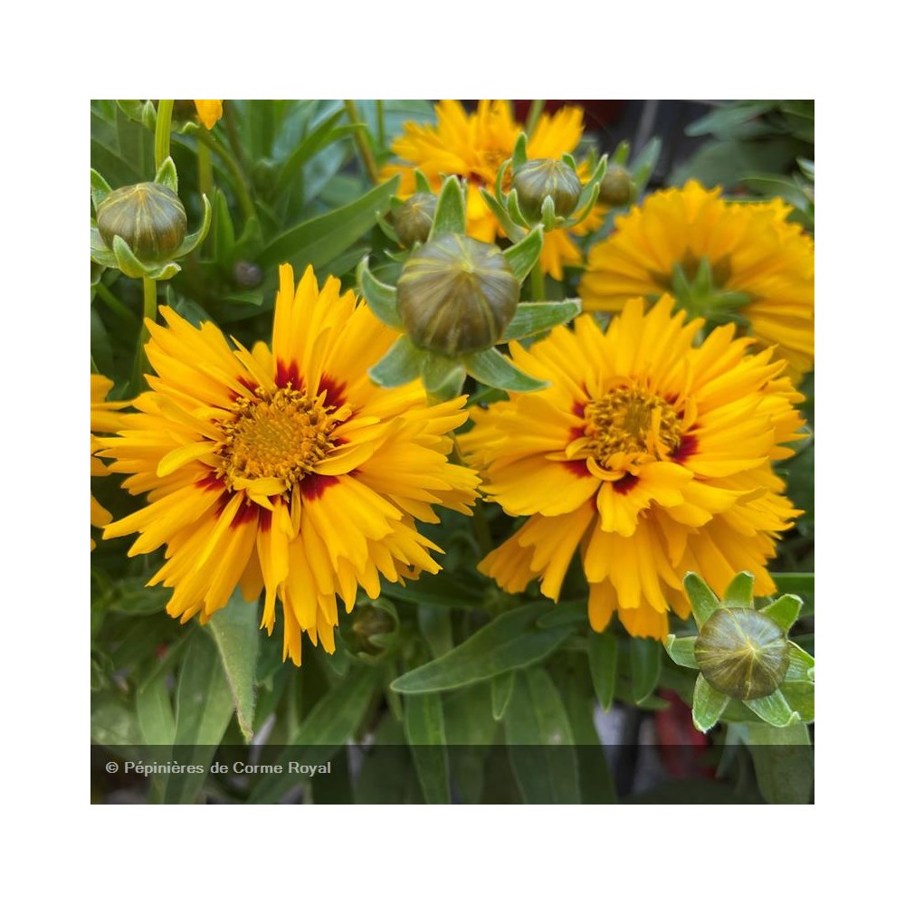 COREOPSIS grandiflora Rising sun