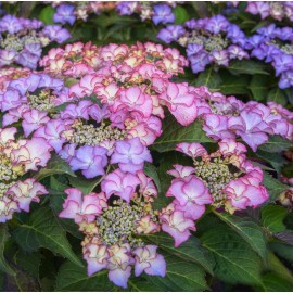 HYDRANGEA macrophylla Tiffany