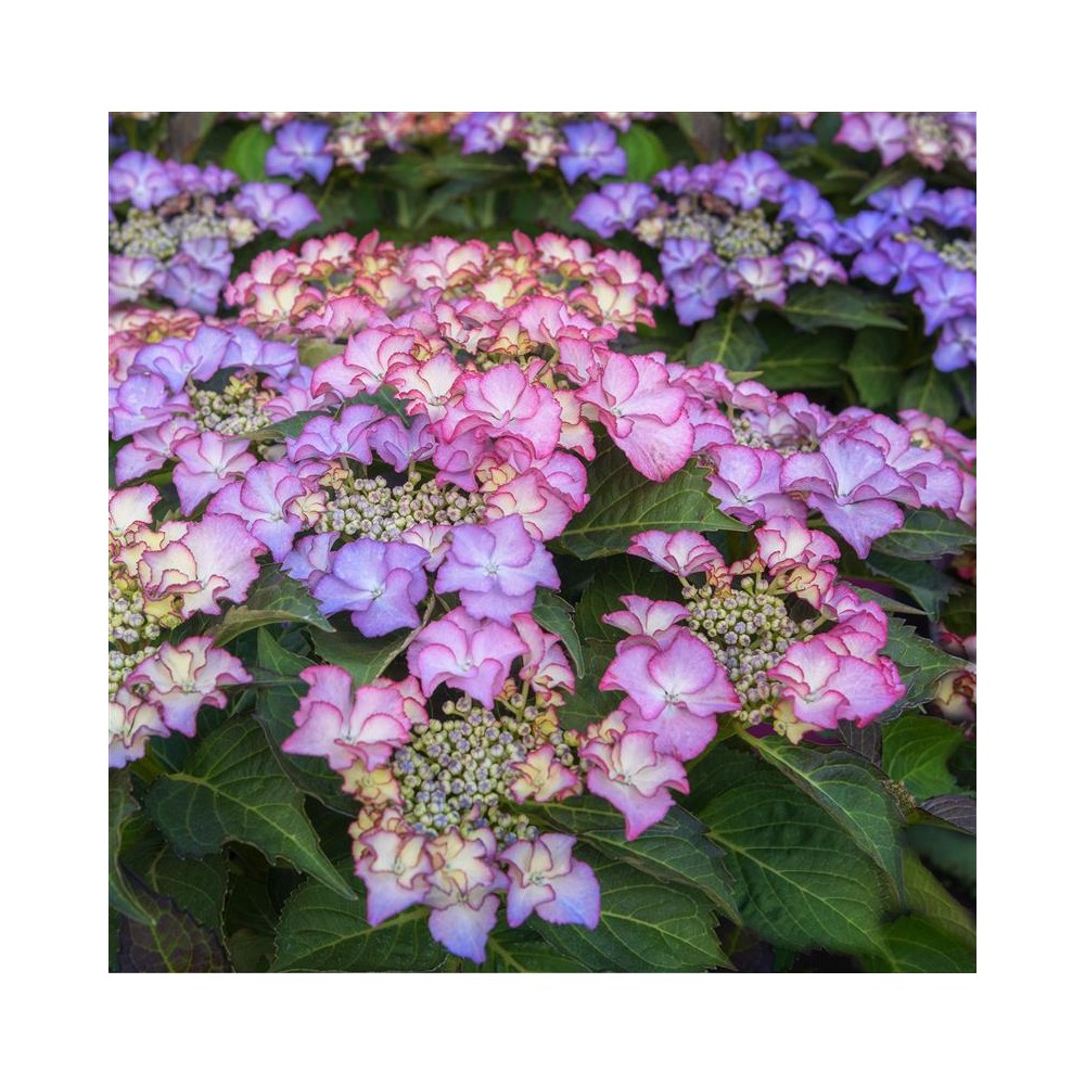 HYDRANGEA macrophylla Tiffany