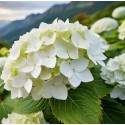 HYDRANGEA macrophylla Mme Emily Mouillère