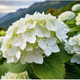 HYDRANGEA macrophylla Mme Emily Mouillère