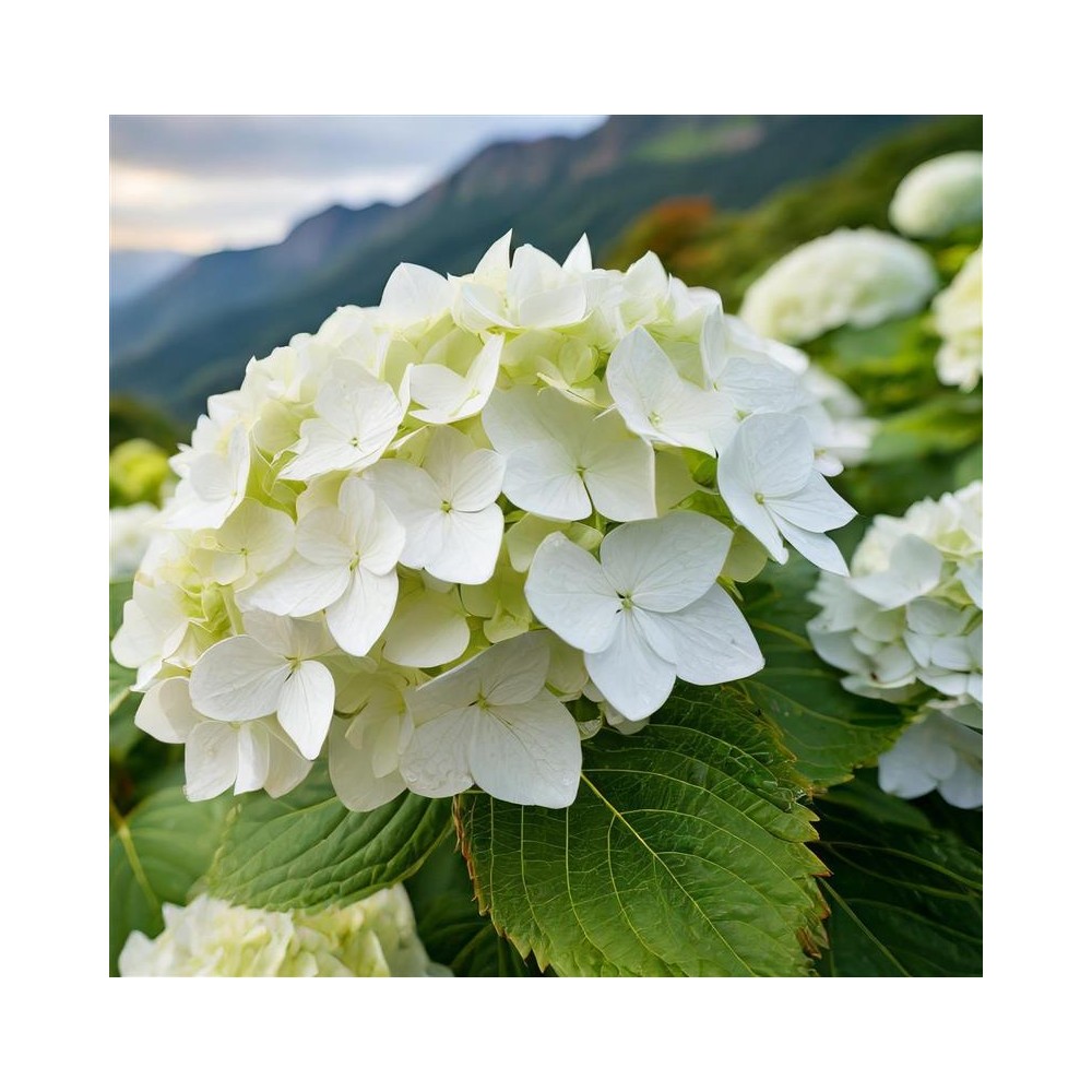 HYDRANGEA macrophylla Mme Emily Mouillère