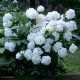 HYDRANGEA macrophylla Mme Emily Mouillère