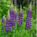 LUPINUS polyphyllus Legendary blue shades