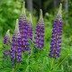 LUPINUS polyphyllus Legendary blue shades