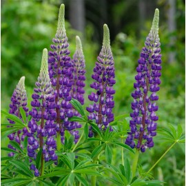 LUPINUS polyphyllus Legendary blue shades