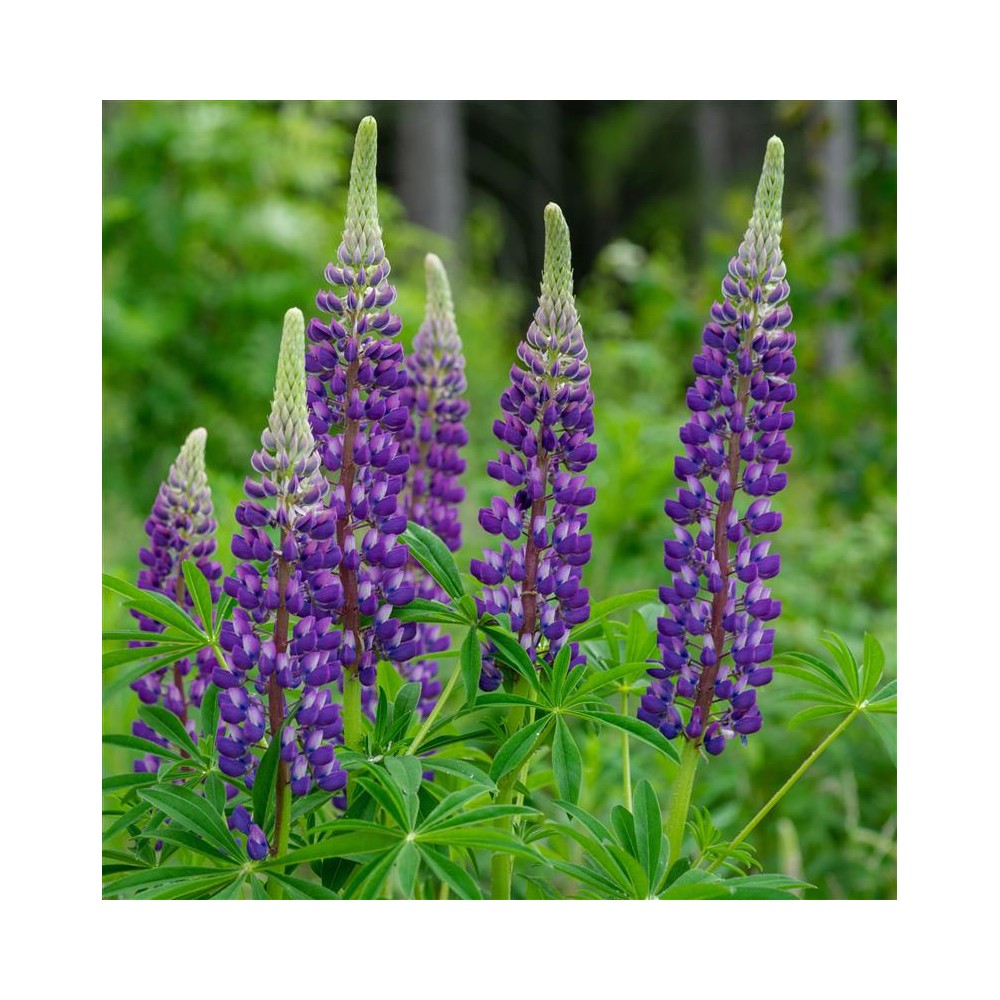 LUPINUS polyphyllus Legendary blue shades