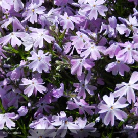 PHLOX subulata Emerald cushion blue