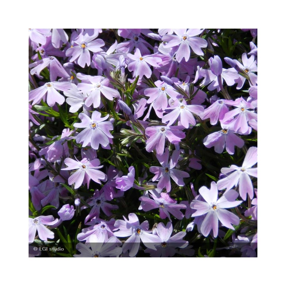 PHLOX subulata Emerald cushion blue