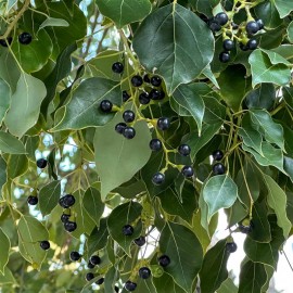 CINNAMOMUM camphora