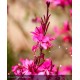 GAURA lindheimeri Belleza early pink