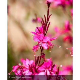 GAURA lindheimeri Belleza early pink