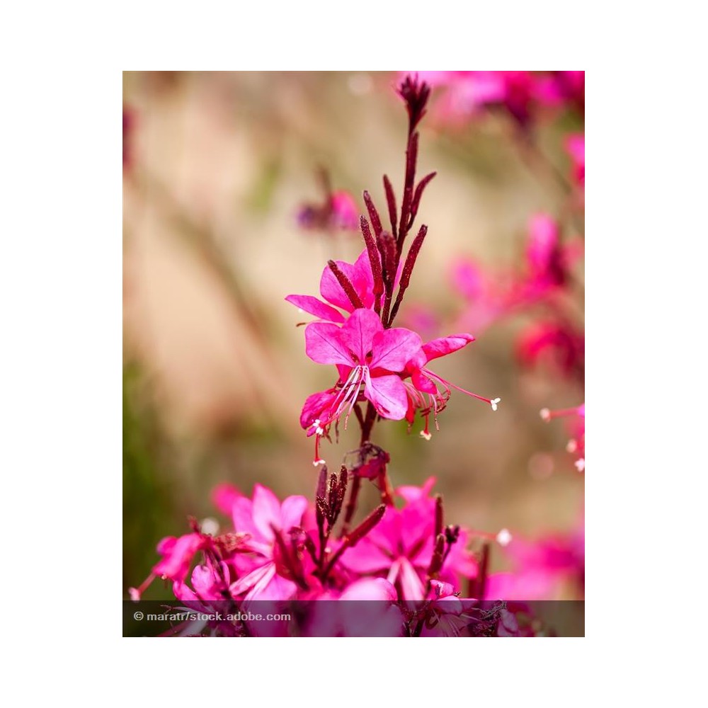 GAURA lindheimeri Belleza early pink