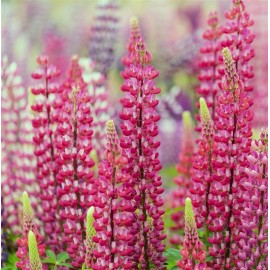 LUPINUS Les pages