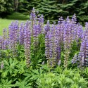 LUPINUS le gentilhomme