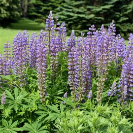 LUPINUS le gentilhomme