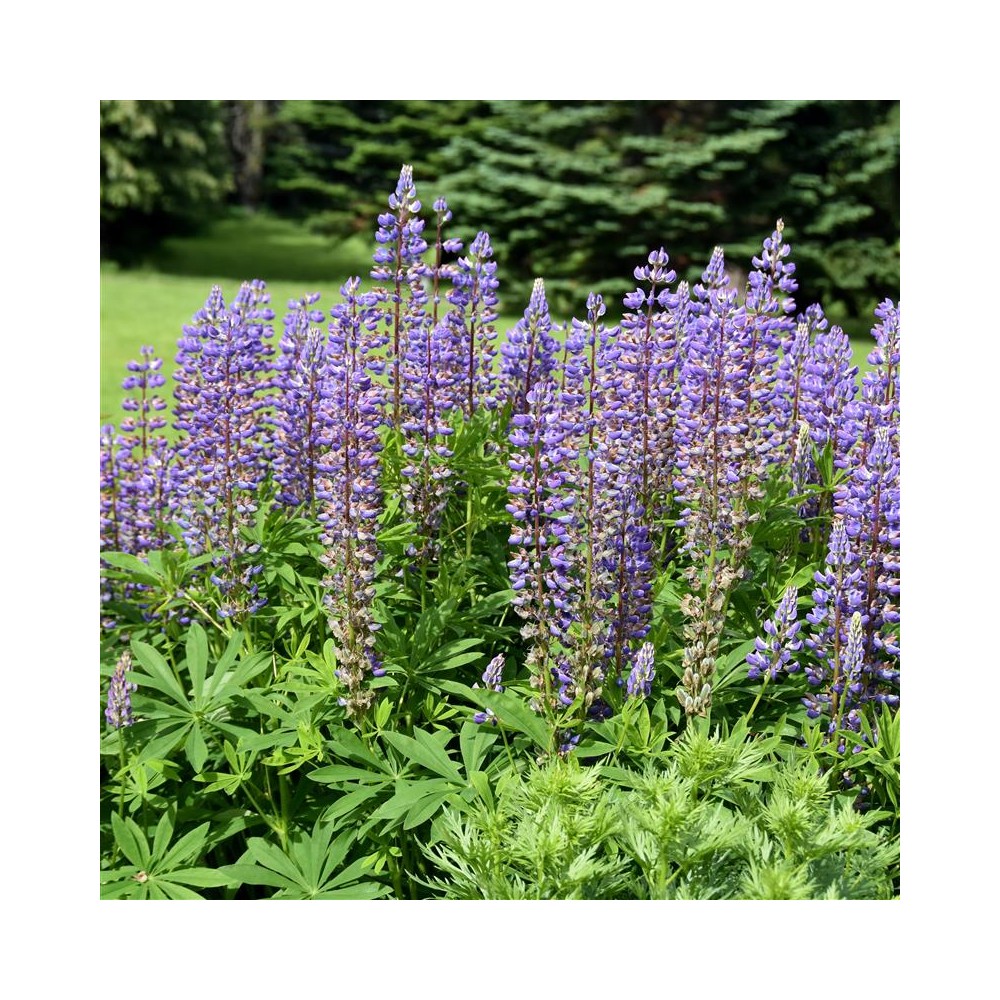 LUPINUS le gentilhomme