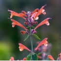 AGASTACHE kudos Coral