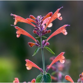 AGASTACHE kudos Coral