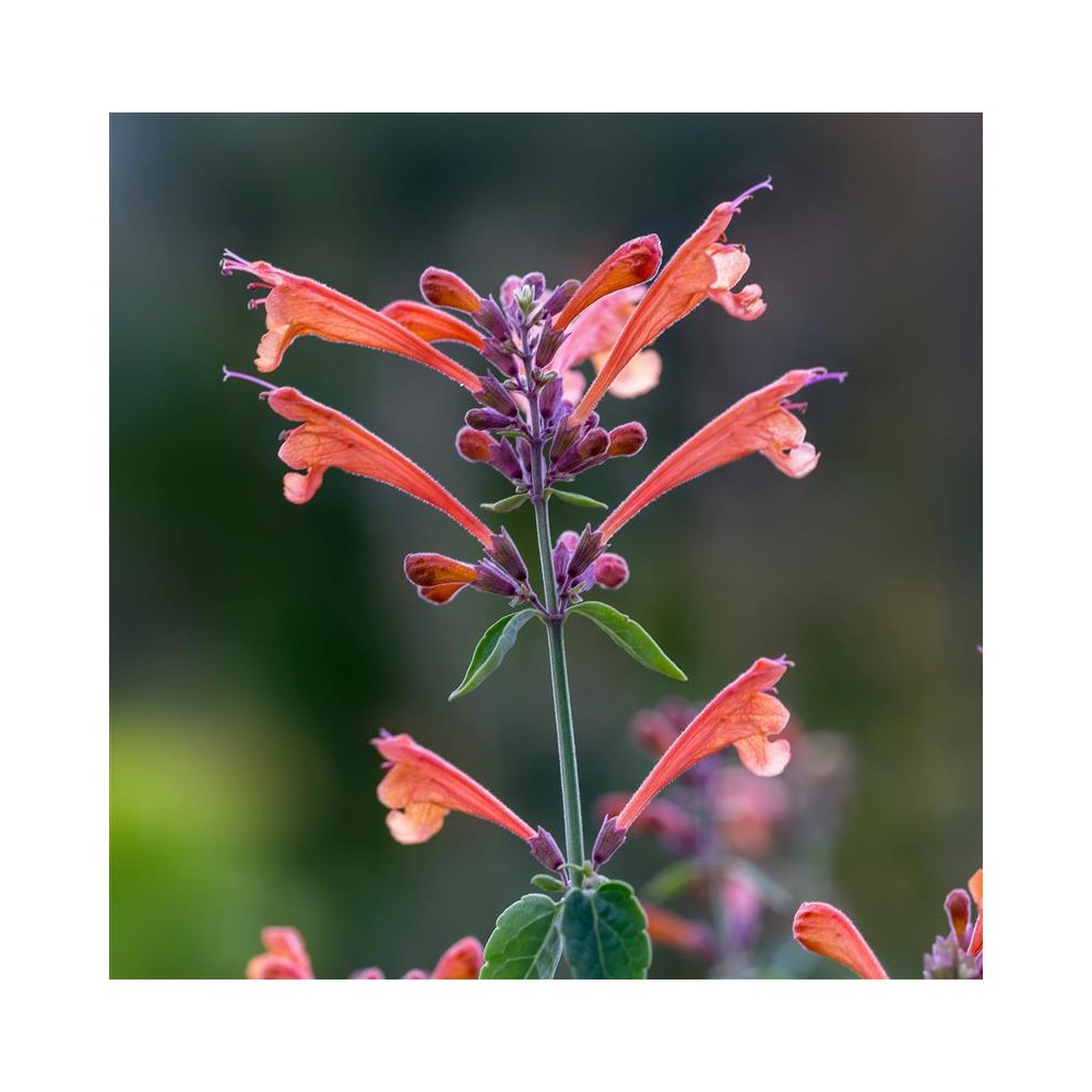 AGASTACHE kudos Coral