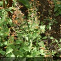 AGASTACHE aurantiaca Apricot sprite