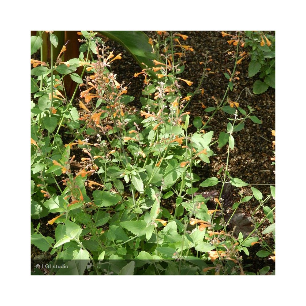 AGASTACHE aurantiaca Apricot sprite