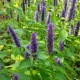 AGASTACHE Blue boa®