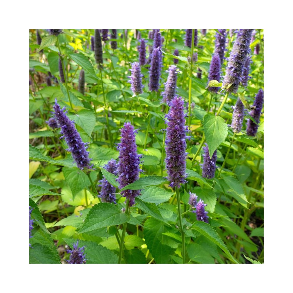 AGASTACHE Blue boa®