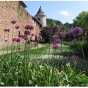 ALLIUM Lavender bubbles