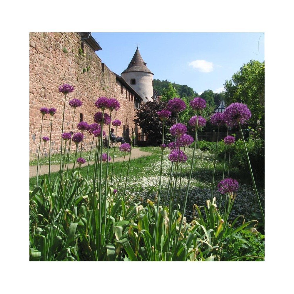 ALLIUM Lavender bubbles