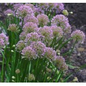 ALLIUM millenium