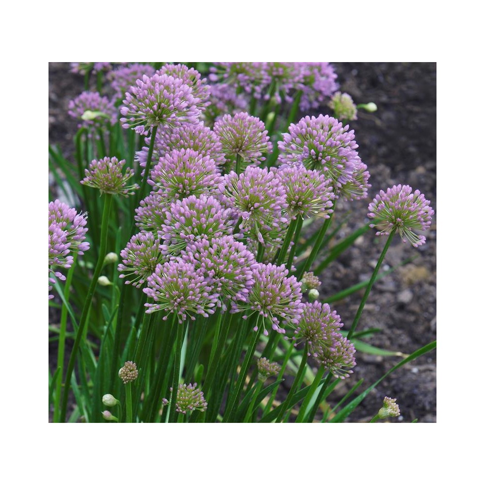 ALLIUM millenium