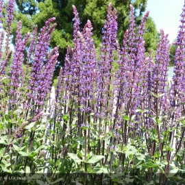 SALVIA nemorosa