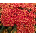 ACHILLEA millefolium Desert eve red