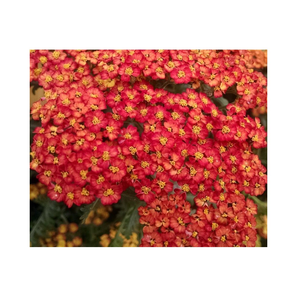 ACHILLEA millefolium Desert eve red