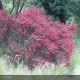 LEPTOSPERMUM scoparium Crimson glory