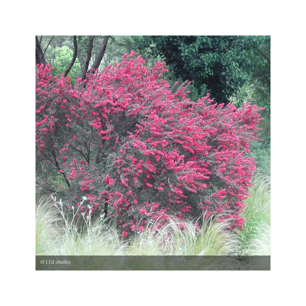 LEPTOSPERMUM scoparium Crimson glory