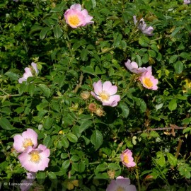 ROSA canina