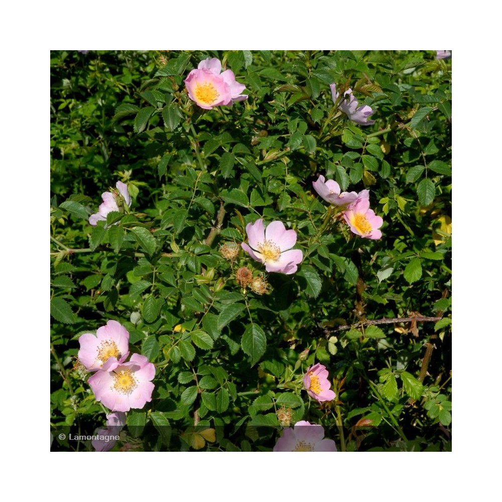 ROSA canina