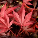 ACER palmatum Fireglow