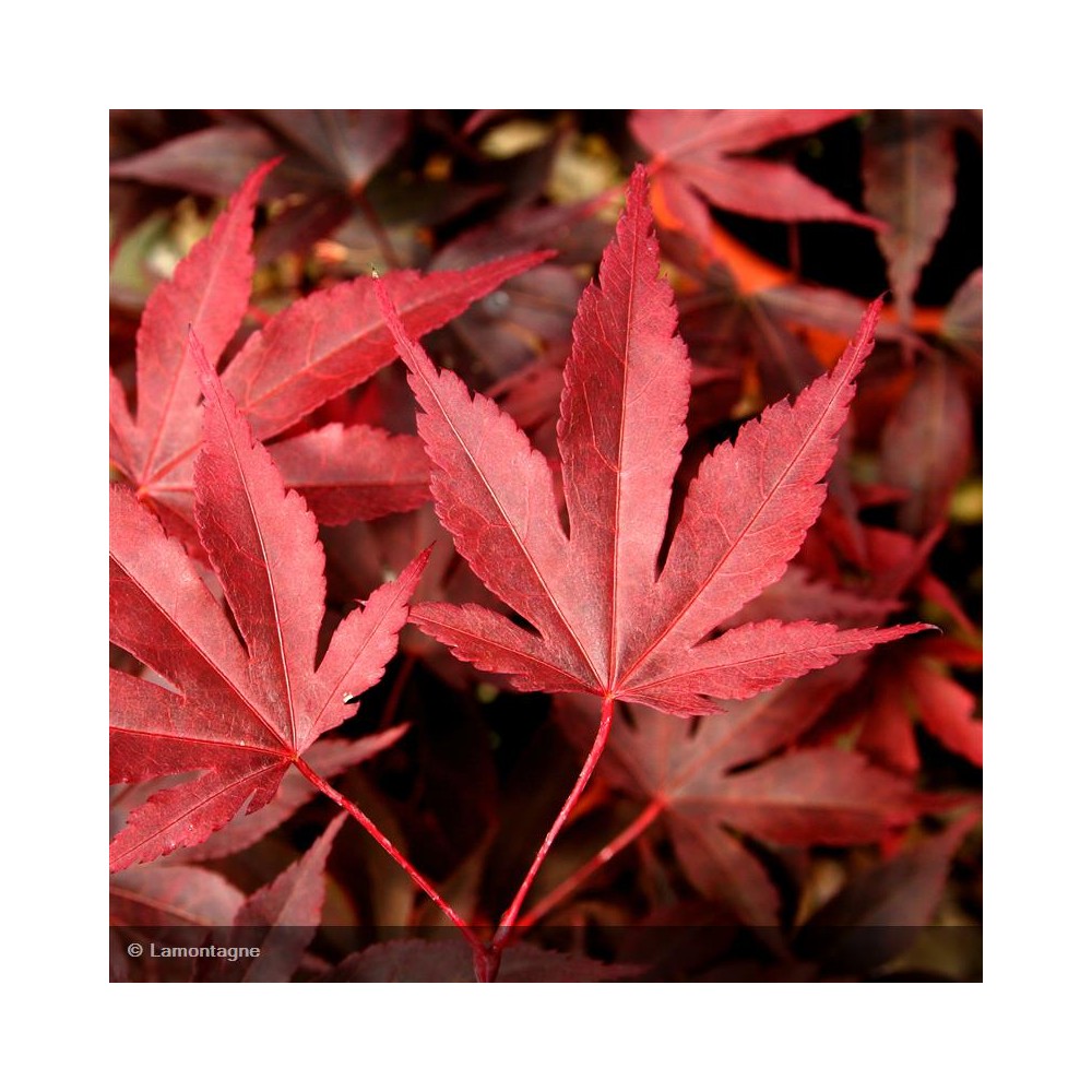 ACER palmatum Fireglow