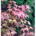 ACER palmatum Deshojo